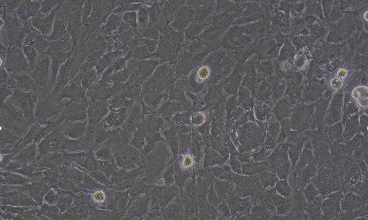 Primary Rabbit Brain Microvascular Endothelial Cells (BMEC)