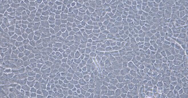 Primary Caprine Corneal Epithelial Cells (CEC)