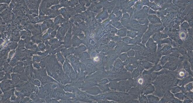 Primary Caprine Corneal Epithelial Cells (CEC)