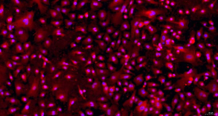 Primary Caprine Corneal Epithelial Cells (CEC)