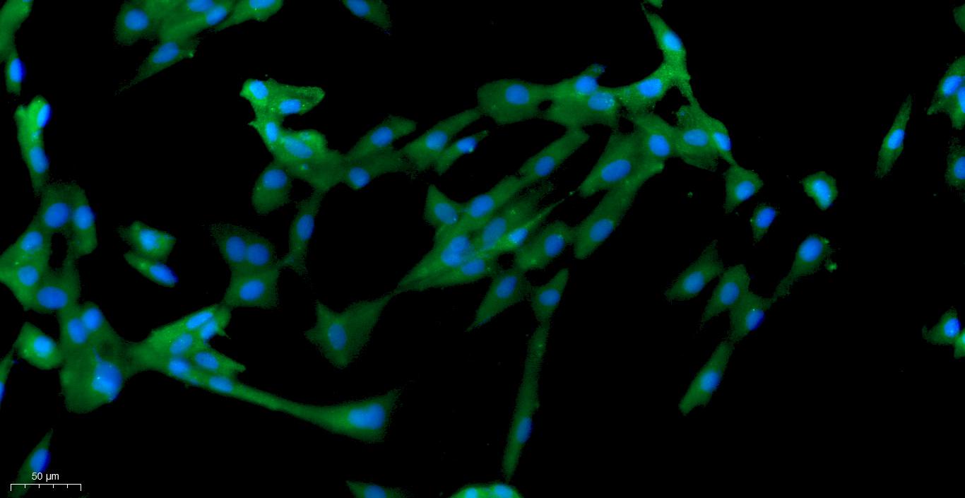 Primary Canine Subcutaneous Preadipocytes (SPrAD)