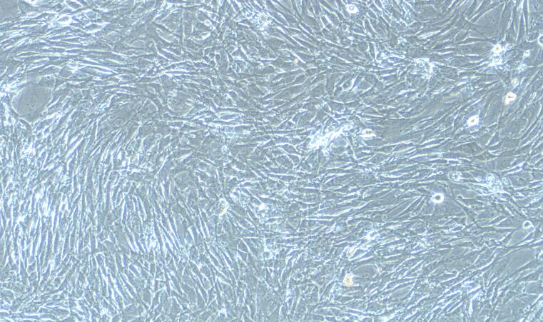 Primary Rat Subcutaneous Preadipocytes (SPrAD)