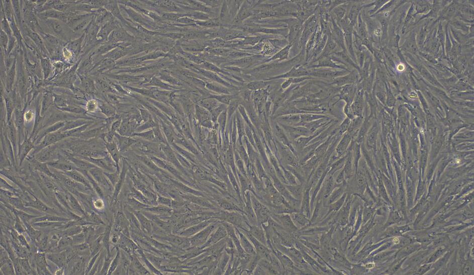 Primary Rabbit Subcutaneous Preadipocytes (SPrAD)