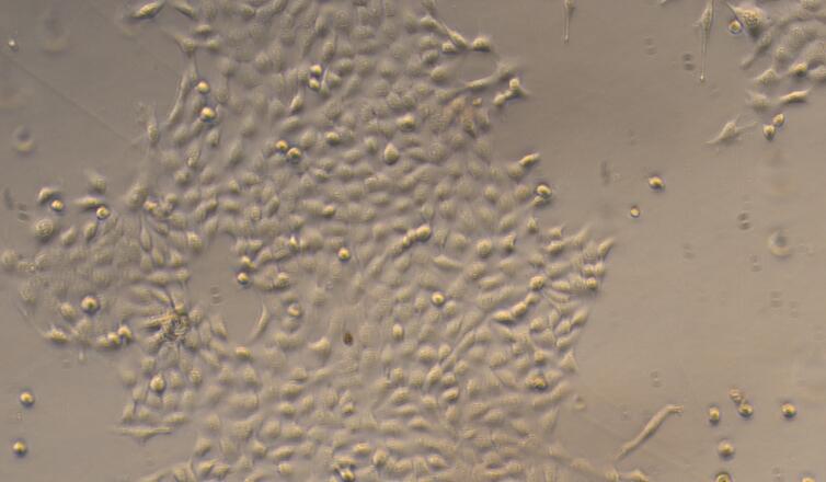 Primary Rat Endometrial Epithelial Cells (EEC)