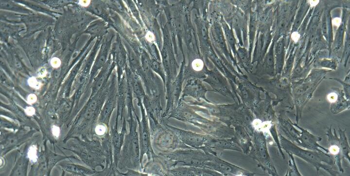 Primary Canine Thymic Fibroblasts (TF)