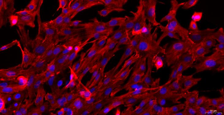 Primary Caprine Thymic Fibroblasts (TF)