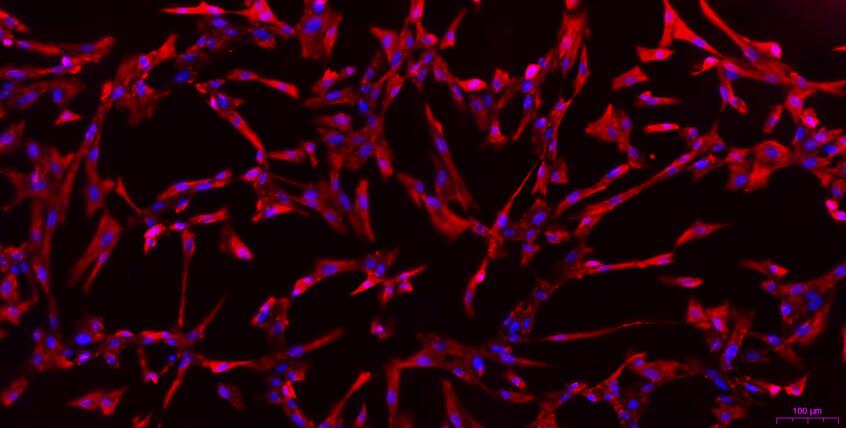 Primary Canine Meningeal Cells (MC)