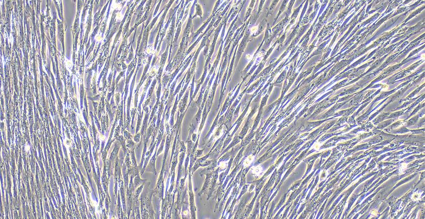 Primary Canine Meningeal Cells (MC)