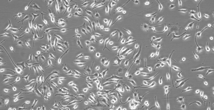 Primary Mouse Microglia Cells (MC)