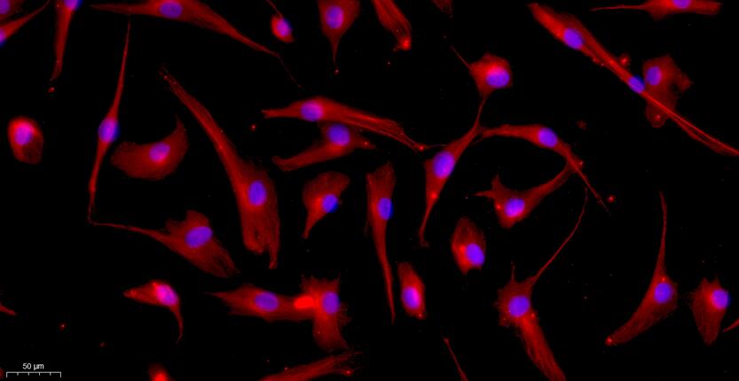 Primary Canine Corneal Fibroblasts (CF)