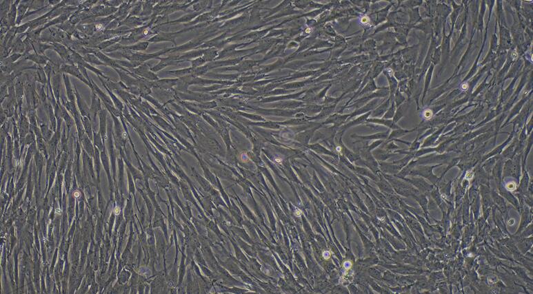 Primary Canine Corneal Fibroblasts (CF)