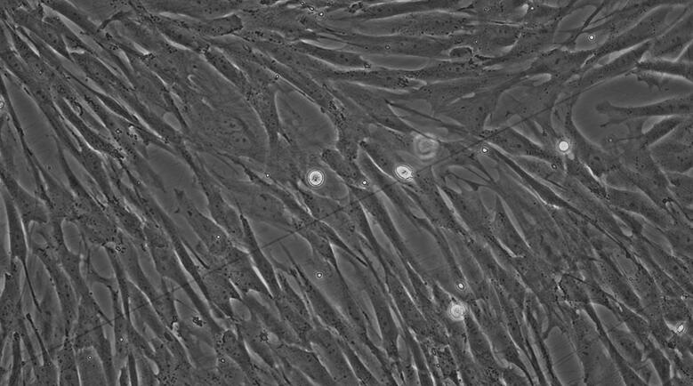 Primary Canine Corneal Fibroblasts (CF)