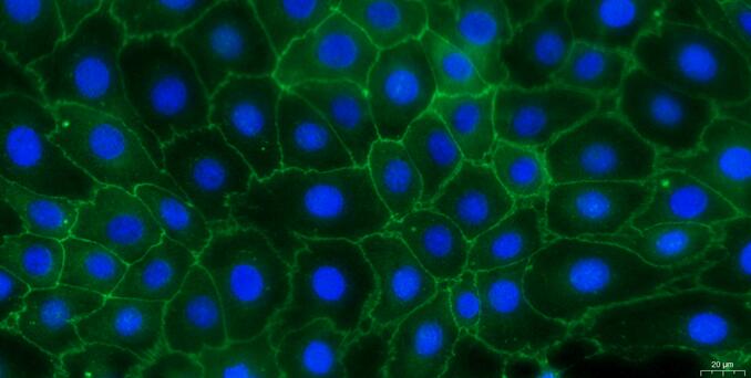 Primary Canine Urethral Epithelial Cells (UrEC)