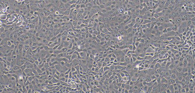 Primary Canine Urethral Epithelial Cells (UrEC)