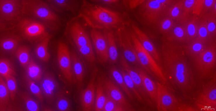 Primary Caprine Urethral Epithelial Cells (UrEC)