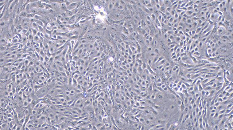 Primary Caprine Urethral Epithelial Cells (UrEC)