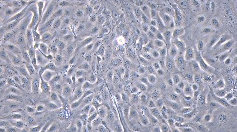 Primary Caprine Urethral Epithelial Cells (UrEC)