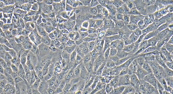 Primary Rat Urethral Epithelial Cells (UrEC)