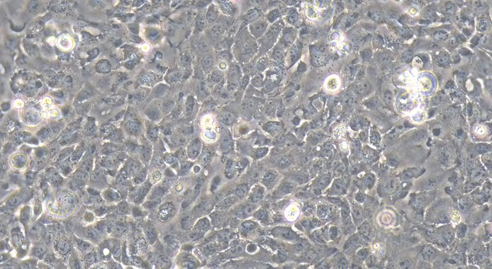 Primary Rabbit Urethral Epithelial Cells (UrEC)