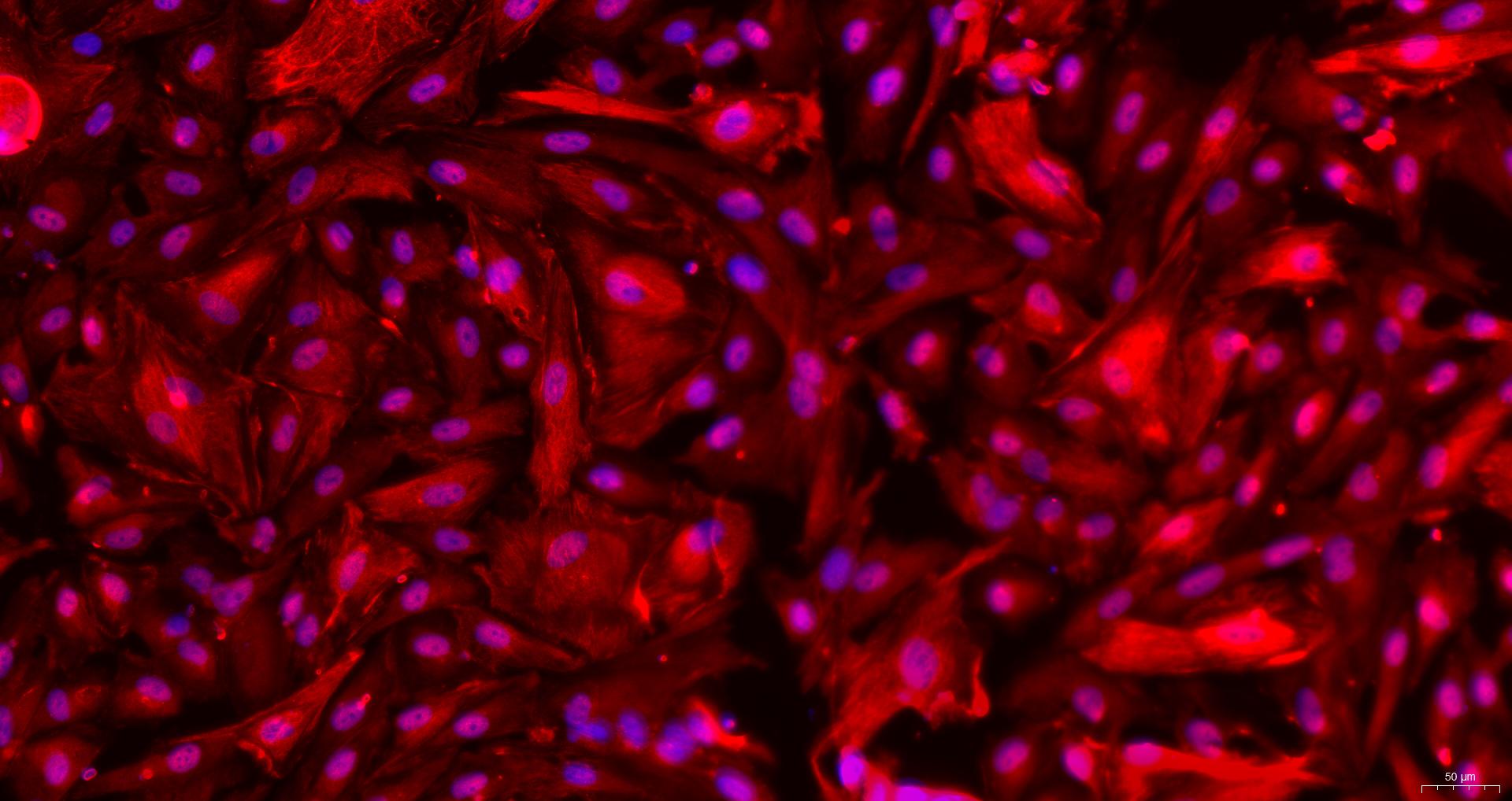 Primary Canine Renal Cortical Epithelial Cells (RCEC)