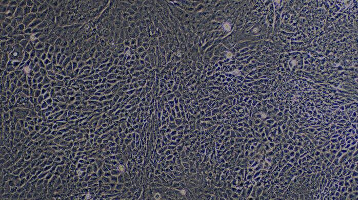 Primary Caprine Renal Cortical Epithelial Cells (RCEC)