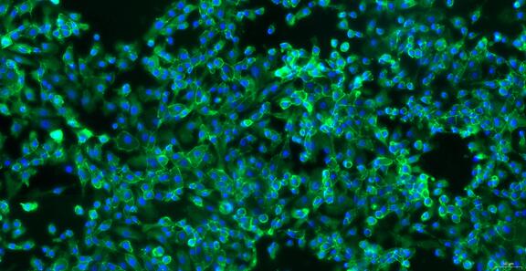 Primary Canine Tracheal Epithelial Cells (TEC)