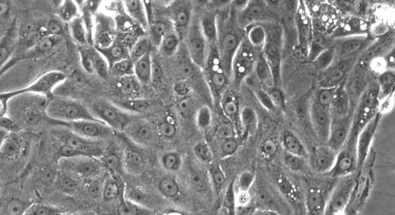 Primary Canine Tracheal Epithelial Cells (TEC)