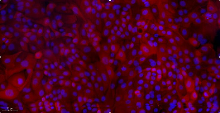 Primary Caprine Tracheal Epithelial Cells (TEC)