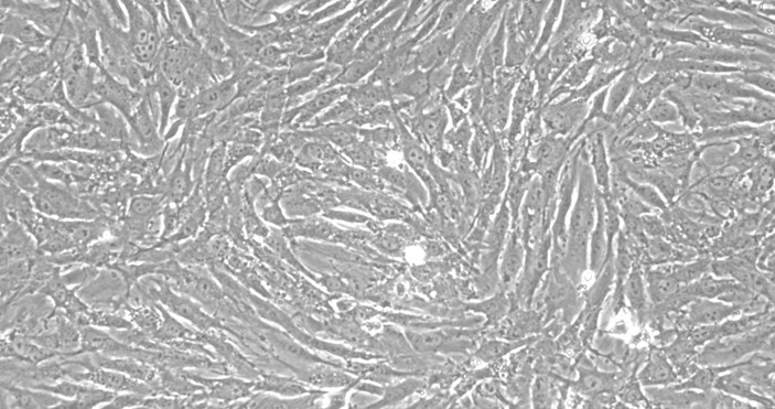 Primary Rabbit Intestinal Fibroblasts (IF)