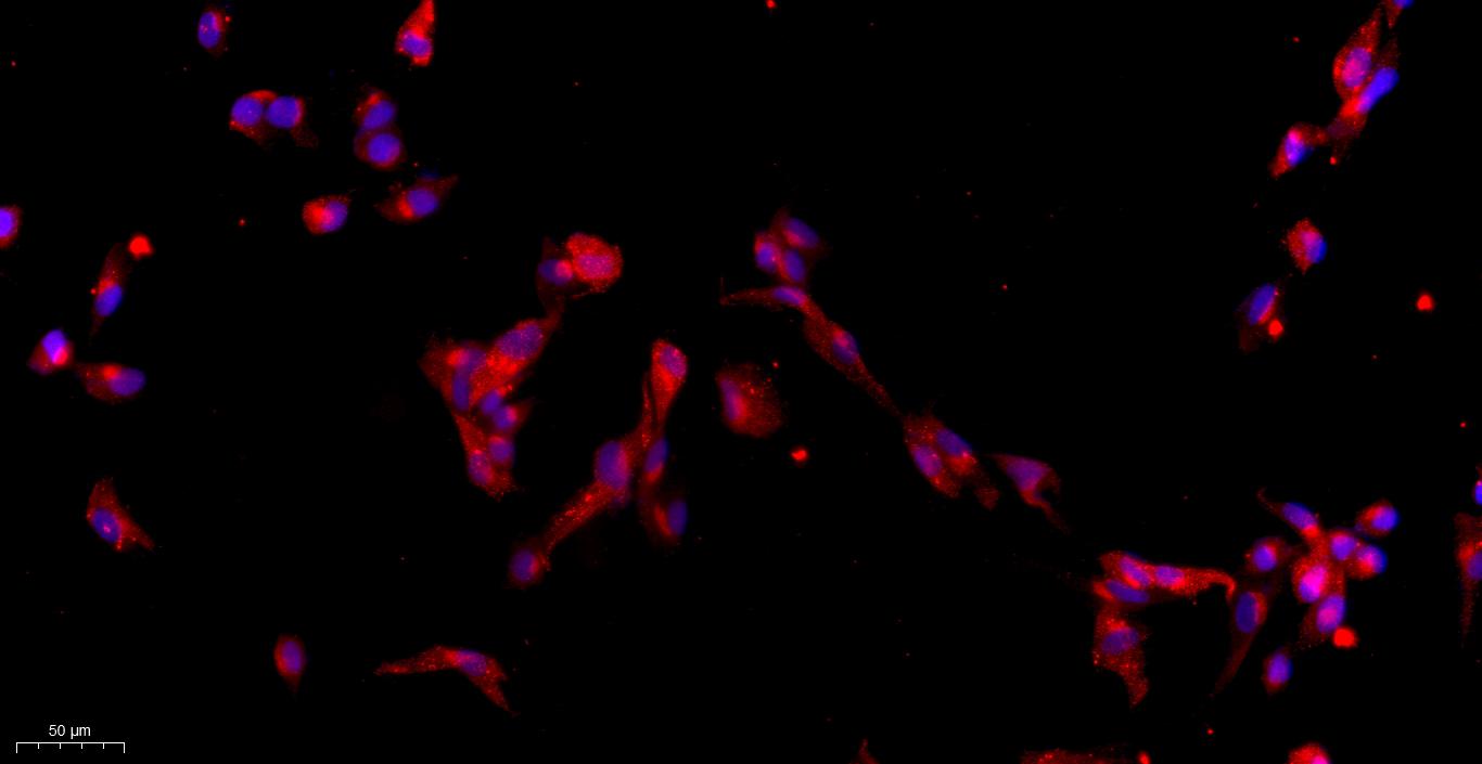 Primary Canine Visceral Preadipocytes (VPA)