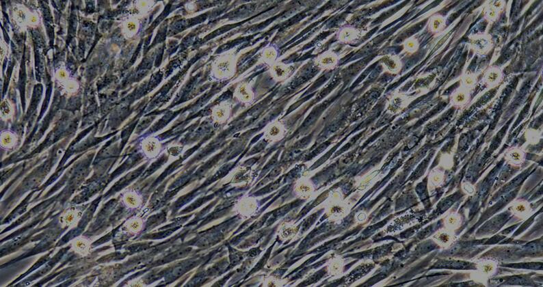 Primary Canine Bone Marrow-derived Mesenchymal Stem Cells (BMMSCs)