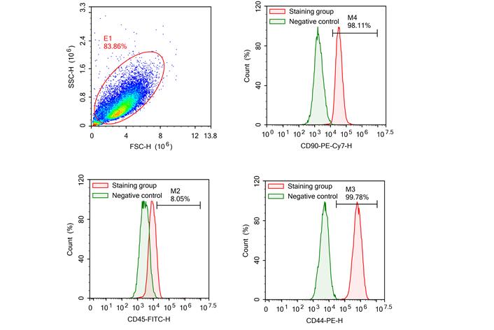 Primary Mouse Bone Marrow-derived Mesenchymal Stem Cells (BMMSCs)