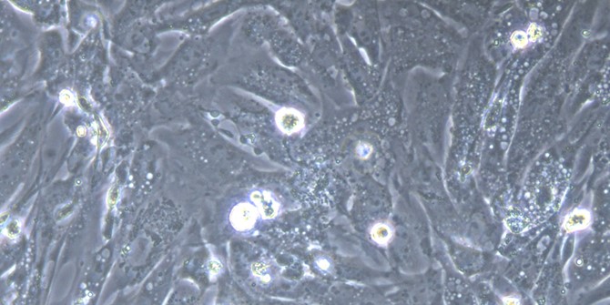 Primary Gallus Fetal Dermal Fibroblasts (FDF)