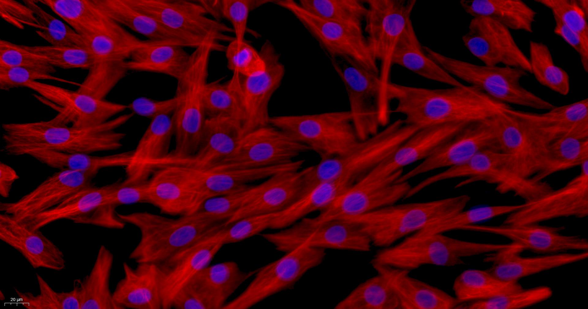 Primary Canine Neonatal Dermal Fibroblasts (NDF)