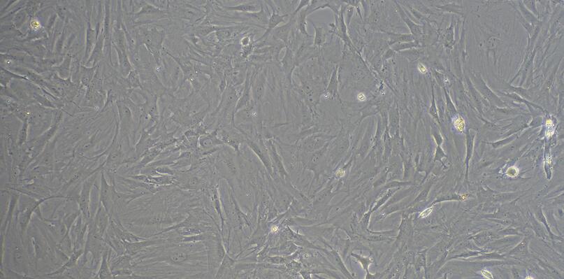 Primary Rat Neonatal Dermal Fibroblasts (NDF)