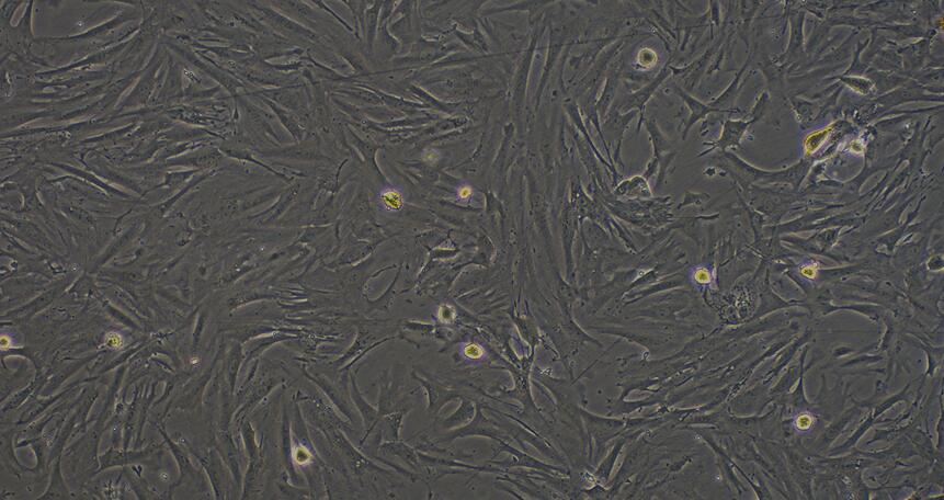 Primary Rabbit Cardiac Fibroblasts (CF)