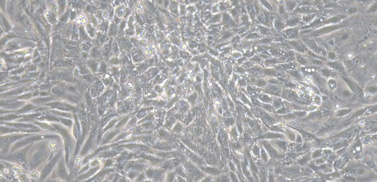 Primary Caprine Mammary Epithelial Cells (MEC)