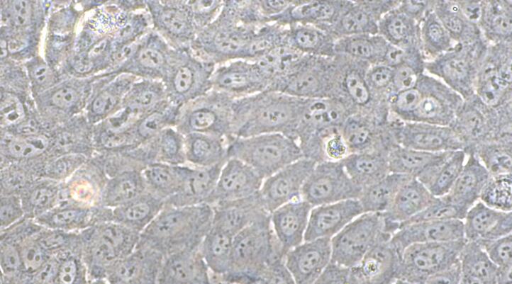 Primary Rabbit Mammary Epithelial Cells (MEC)