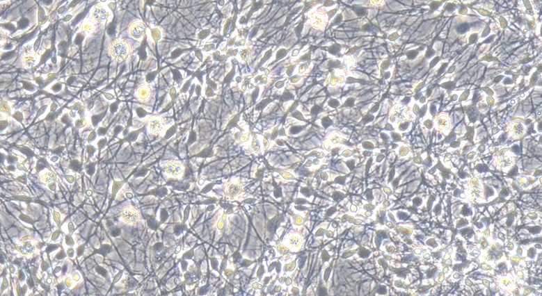 Primary Canine Hippocampal Neuron Cells  (HNC)