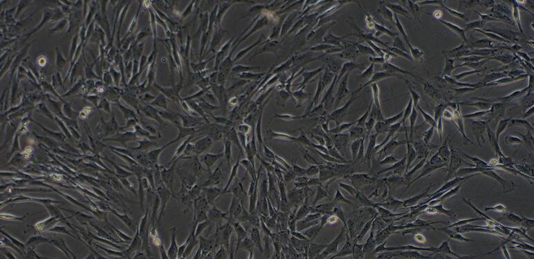 Primary Canine Osteoblasts (OB)