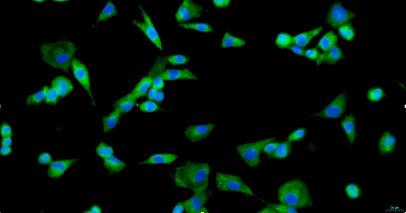 Primary Canine Osteoblasts (OB)