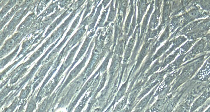 Primary Rabbit Skeletal Muscle Satellite Cells (SMSC)