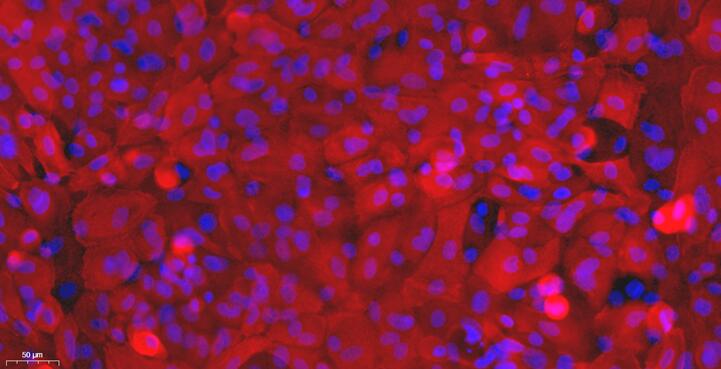 Primary Canine Esophageal Epithelial Cells (EEC)