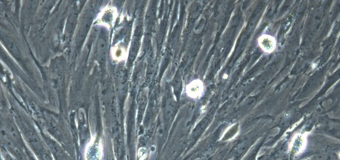 Primary Rat Colonic Smooth Muscle Cells (CSMC)