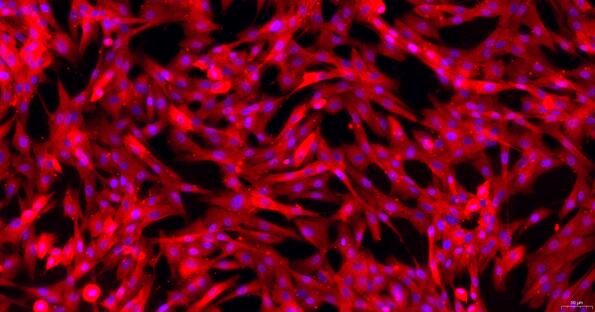 Primary Canine Gastric Smooth Muscle Cells (GSMC)