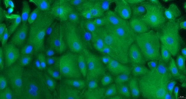 Primary Canine Cervical Epithelial Cells (CrEC)