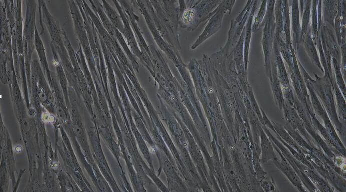 Primary Canine Sertoli Cells (SEC)