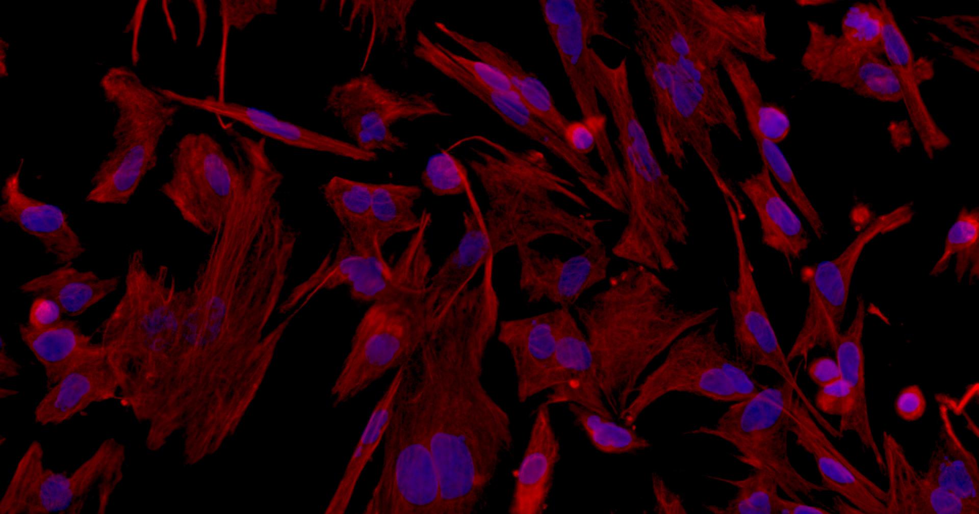 Primary Mouse Sertoli Cells (SEC)