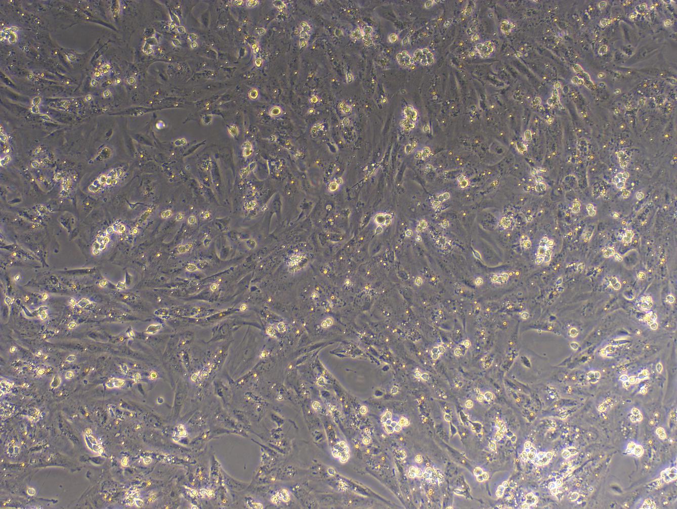 Primary Rat Sertoli Cells (SEC)