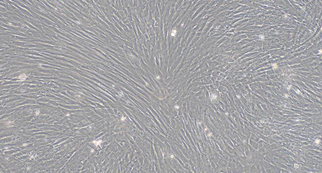 Primary Rabbit Sertoli Cells (SEC)